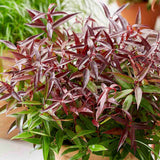 Leucothoe Burning Love, arbust vesnic verde cu frunzis rosu intens si flori albe elegante, forma compacta