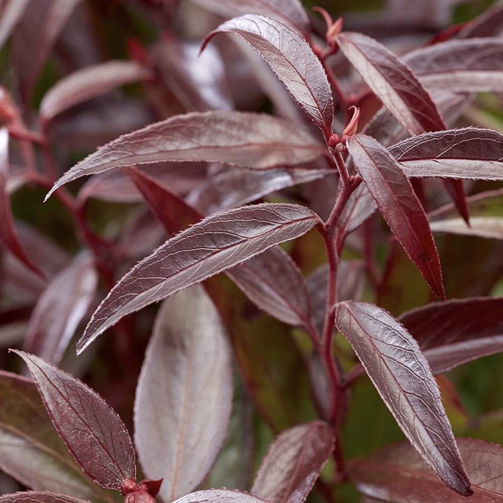 Leucothoe Burning Love, arbust vesnic verde cu frunzis rosu intens si flori albe elegante, forma compacta