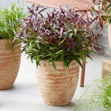 Leucothoe Burning Love, arbust vesnic verde cu frunzis rosu intens si flori albe elegante, forma compacta