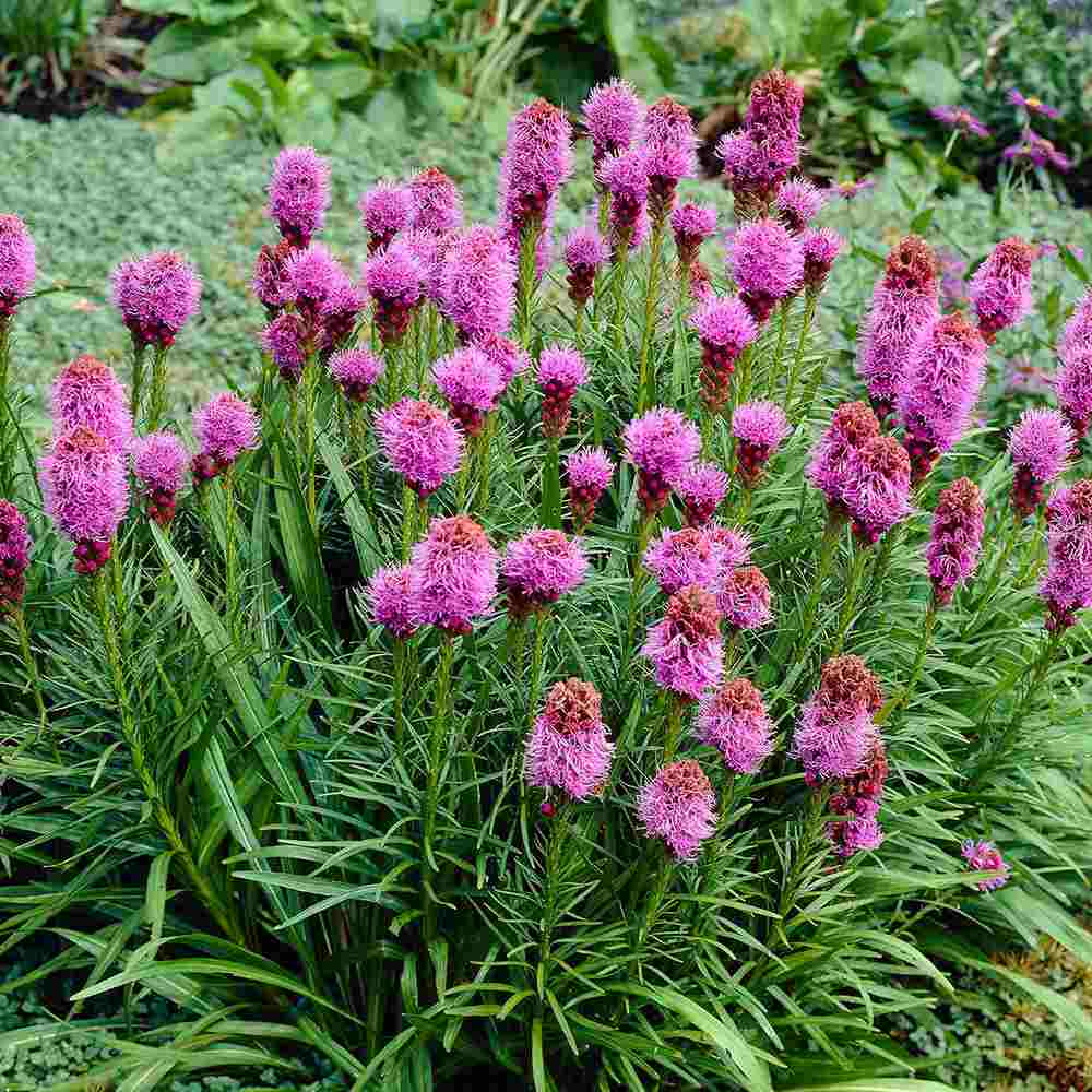 Liatris spicata Kobold, planta perena cu flori violet si Inflorire de vara