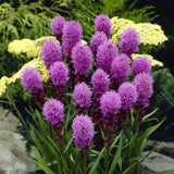 Liatris spicata Kobold, planta perena cu flori violet si Inflorire de vara