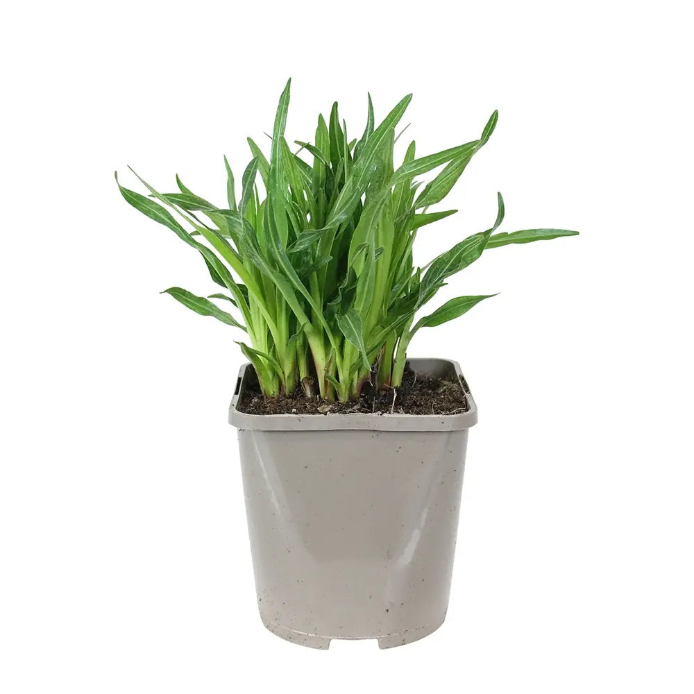 Liatris spicata Kobold, planta perena cu flori violet si Inflorire de vara