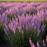 Liatris spicata Kobold, planta perena cu flori violet si Inflorire de vara