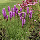 Liatris spicata Kobold, planta perena cu flori violet si Inflorire de vara