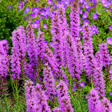 Liatris spicata Kobold, planta perena cu flori violet si Inflorire de vara