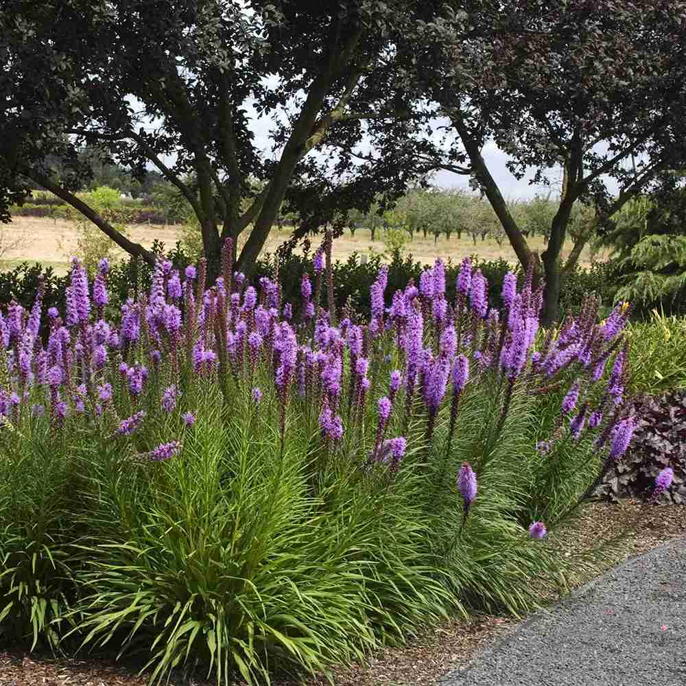 Liatris spicata Kobold, planta perena cu flori violet si Inflorire de vara