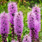 Liatris spicata Kobold, planta perena cu flori violet si Inflorire de vara
