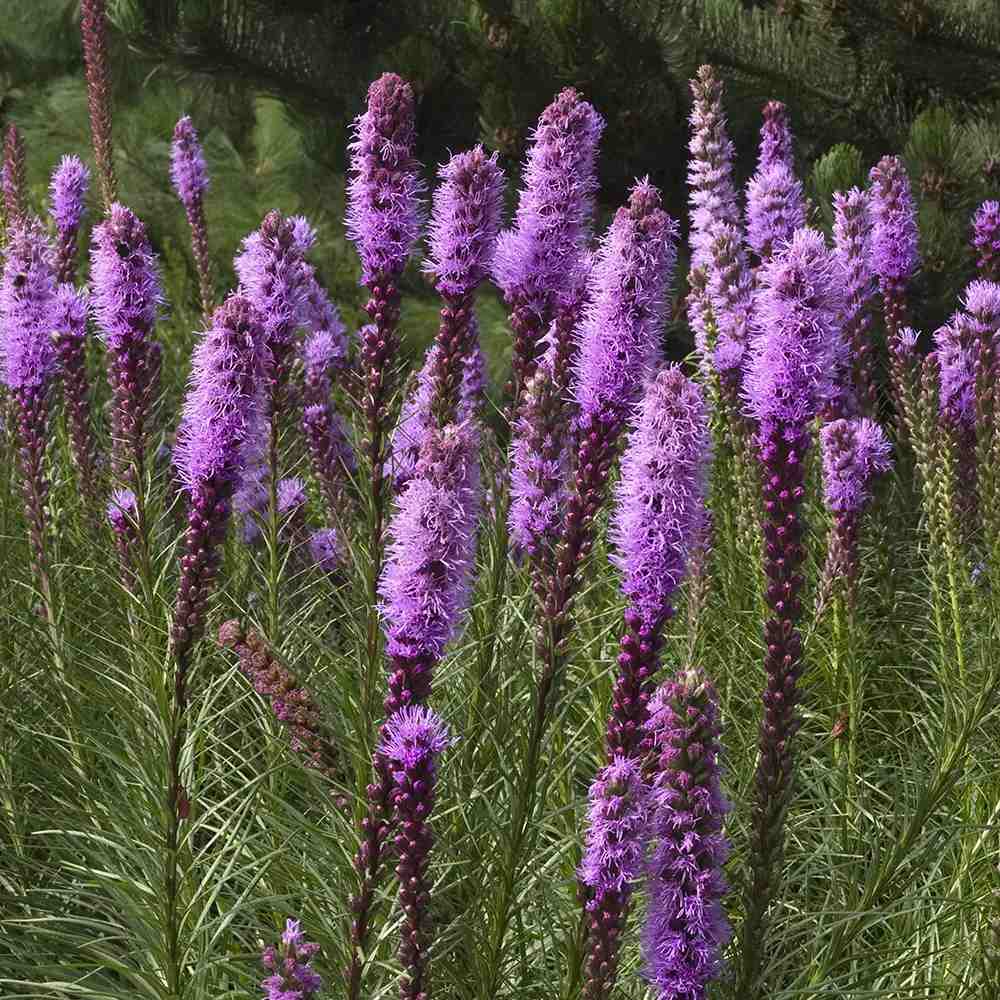 Liatris spicata Kobold, planta perena cu flori violet si Inflorire de vara
