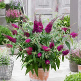 Liliac de vara Sugar Plum (Buddleja), arbust ornamental cu flori parfumate violet intens, inflorire vara