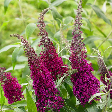 Liliac de vara Sugar Plum (Buddleja), arbust ornamental cu flori parfumate violet intens, inflorire vara