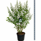 Liliac Nobil Beauty Of Moscow (Syringa), arbust decorativ cu flori duble albe-cremos cu nuante de roz, puternic parfumate, arbust decorativ