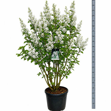 Liliac Nobil Beauty Of Moscow (Syringa), arbust decorativ cu flori duble albe-cremos cu nuante de roz, puternic parfumate, arbust decorativ