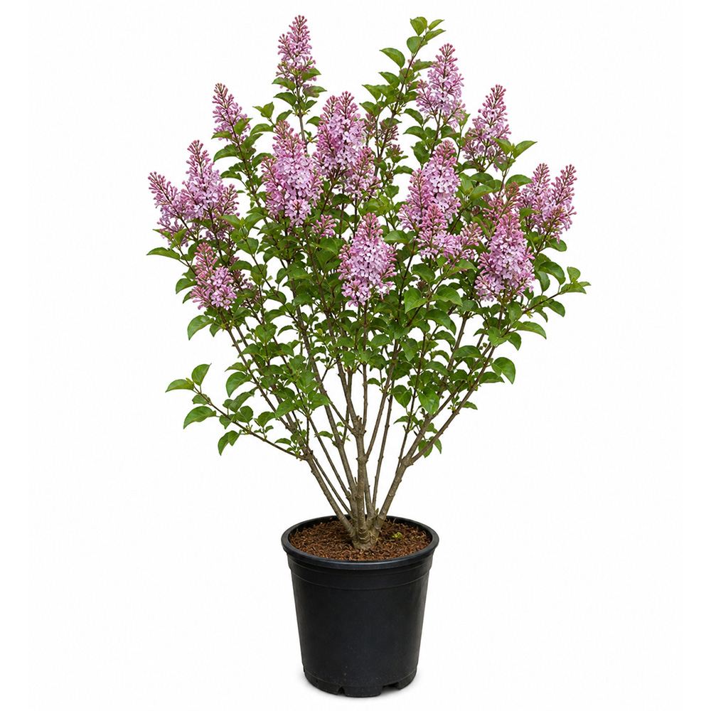 Liliac Nobil Californian Rose (Syringa), flori roz delicat foarte parfumate, inflorire timpurie, crestere rapida, iubitor de soare
