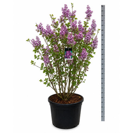 Liliac Nobil Charles Joly (Syringa), arbust decorativ cu flori purpurii duble parfumate, crestere rapida, iubitor de soare