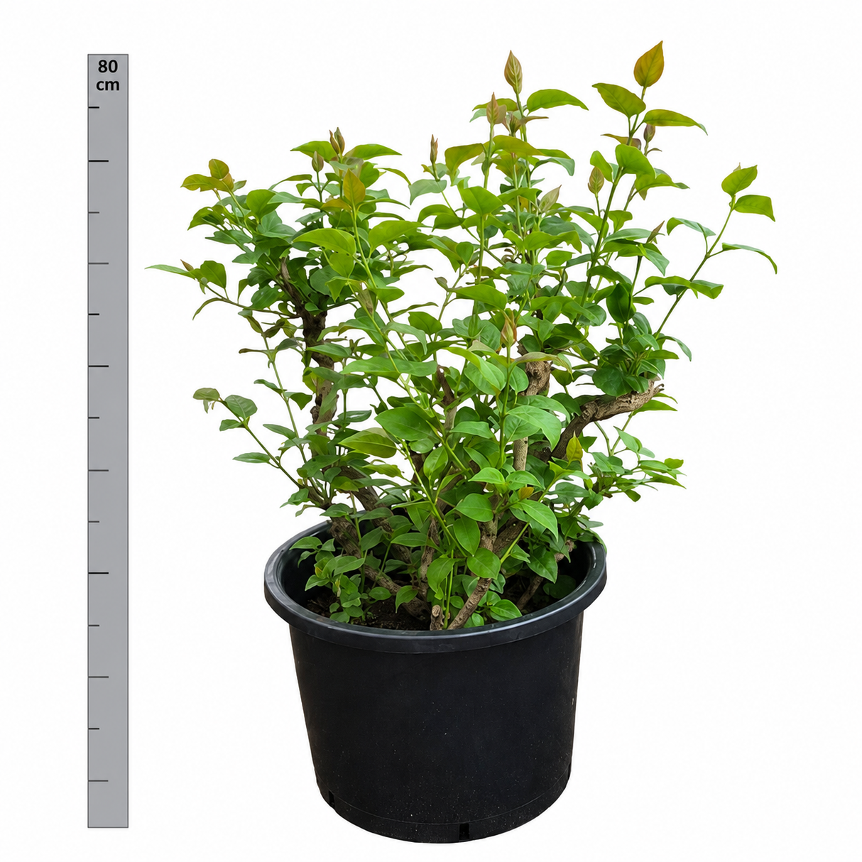 Liliac Nobil Bonsai (Syringa) Blue Lagoon, arbust cu flori duble albastre, parfum puternic, vastra 10 ani