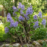 Liliac Nobil Bonsai (Syringa) Blue Lagoon, arbust cu flori duble albastre, parfum puternic, vastra 10 ani