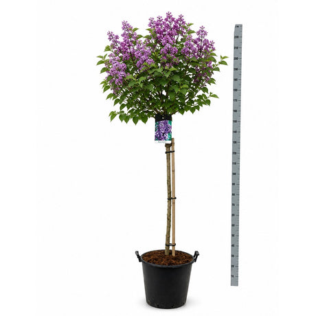 Liliac Copac Nobil  (Syringa) Charles Joly, flori duble mov inchis, parfum intens, iubitor de soare