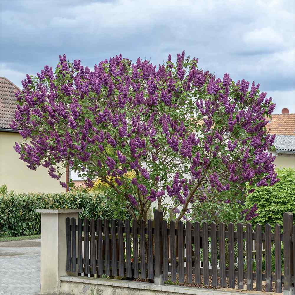 Liliac Nobil Charles Joly (Syringa), arbust decorativ cu flori purpurii duble parfumate, crestere rapida, iubitor de soare