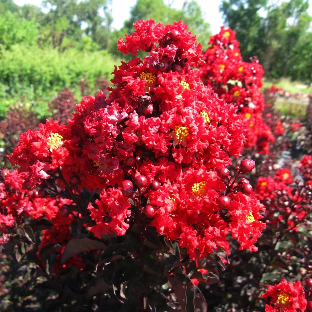 Liliac indian Lagerstroemia indica Black Diamond Red Hot, arbust ornamental cu flori rosii, frunzis inchis, inflorire lunga
