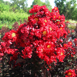 Liliac indian Lagerstroemia indica Black Diamond Red Hot, arbust ornamental cu flori rosii, frunzis inchis, inflorire lunga
