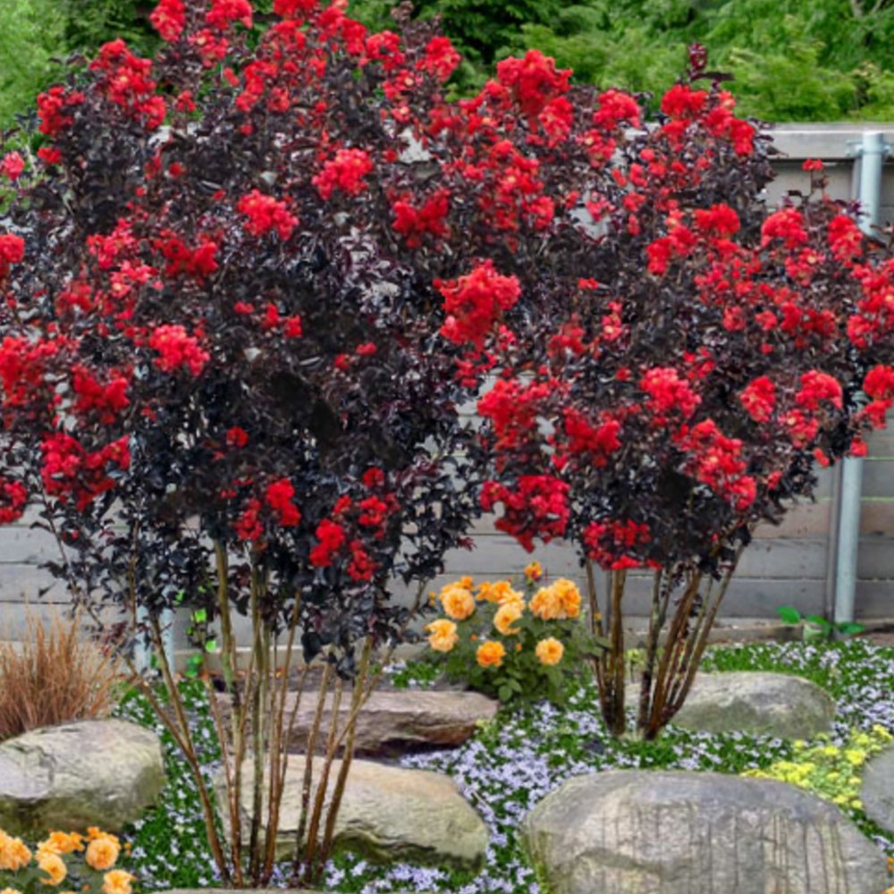 Liliac indian Lagerstroemia indica Black Diamond Red Hot, arbust ornamental cu flori rosii, frunzis inchis, inflorire lunga