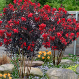 Liliac indian Lagerstroemia indica Black Diamond Red Hot, arbust ornamental cu flori rosii, frunzis inchis, inflorire lunga