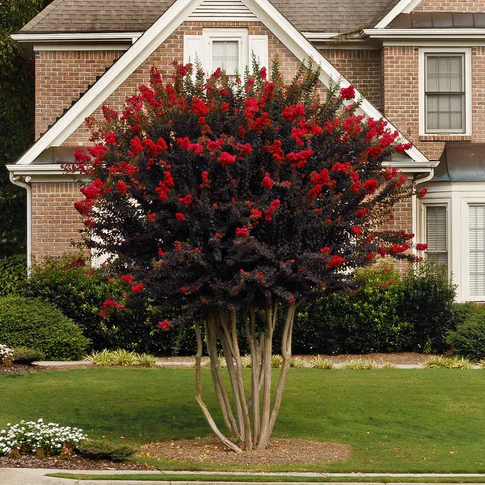 Liliac indian Lagerstroemia indica Black Diamond Red Hot, arbust ornamental cu flori rosii, frunzis inchis, inflorire lunga