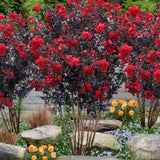 Liliac indian Lagerstroemia indica Black Diamond Red Hot, arbust ornamental cu flori rosii, frunzis inchis, inflorire lunga