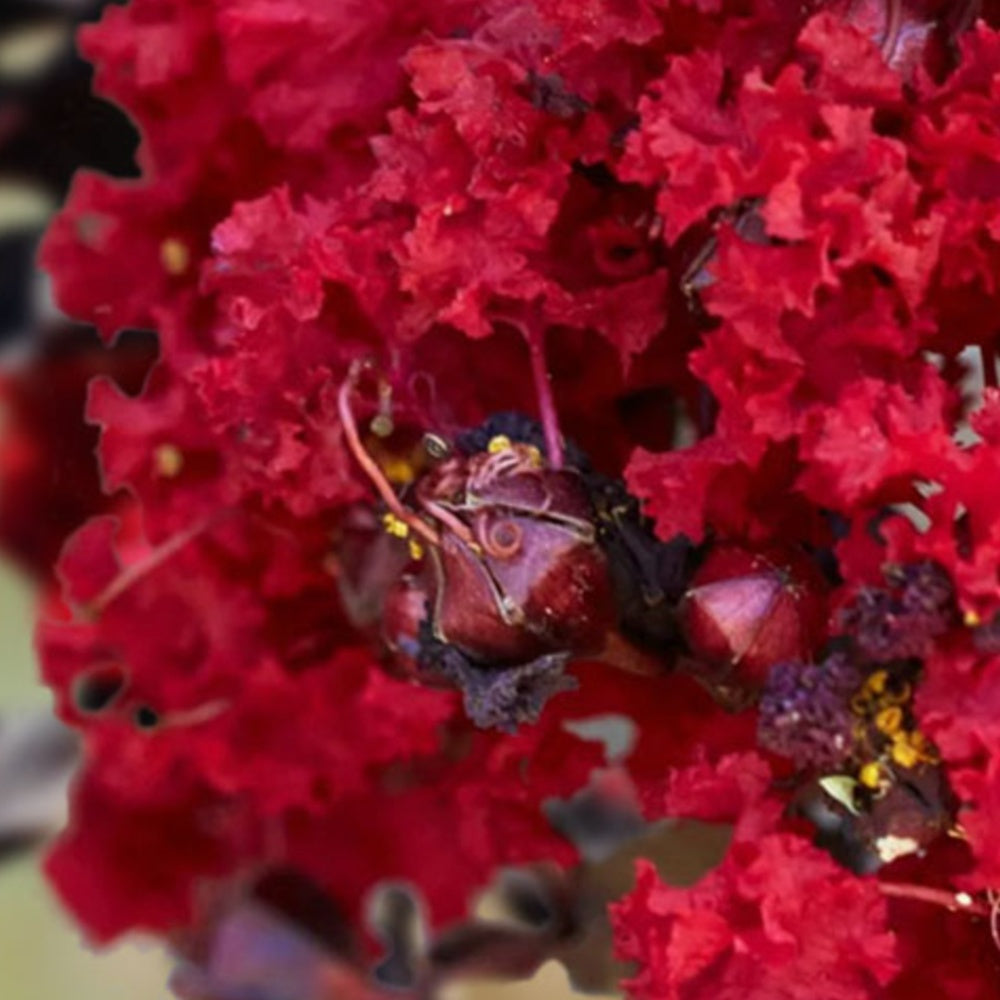 Liliac indian Lagerstroemia indica Black Diamond Red Hot, arbust ornamental cu flori rosii, frunzis inchis, inflorire lunga