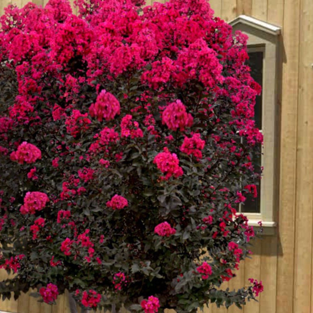 Liliac indian Lagerstroemia indica Black Diamond Red Hot, arbust ornamental cu flori rosii, frunzis inchis, inflorire lunga