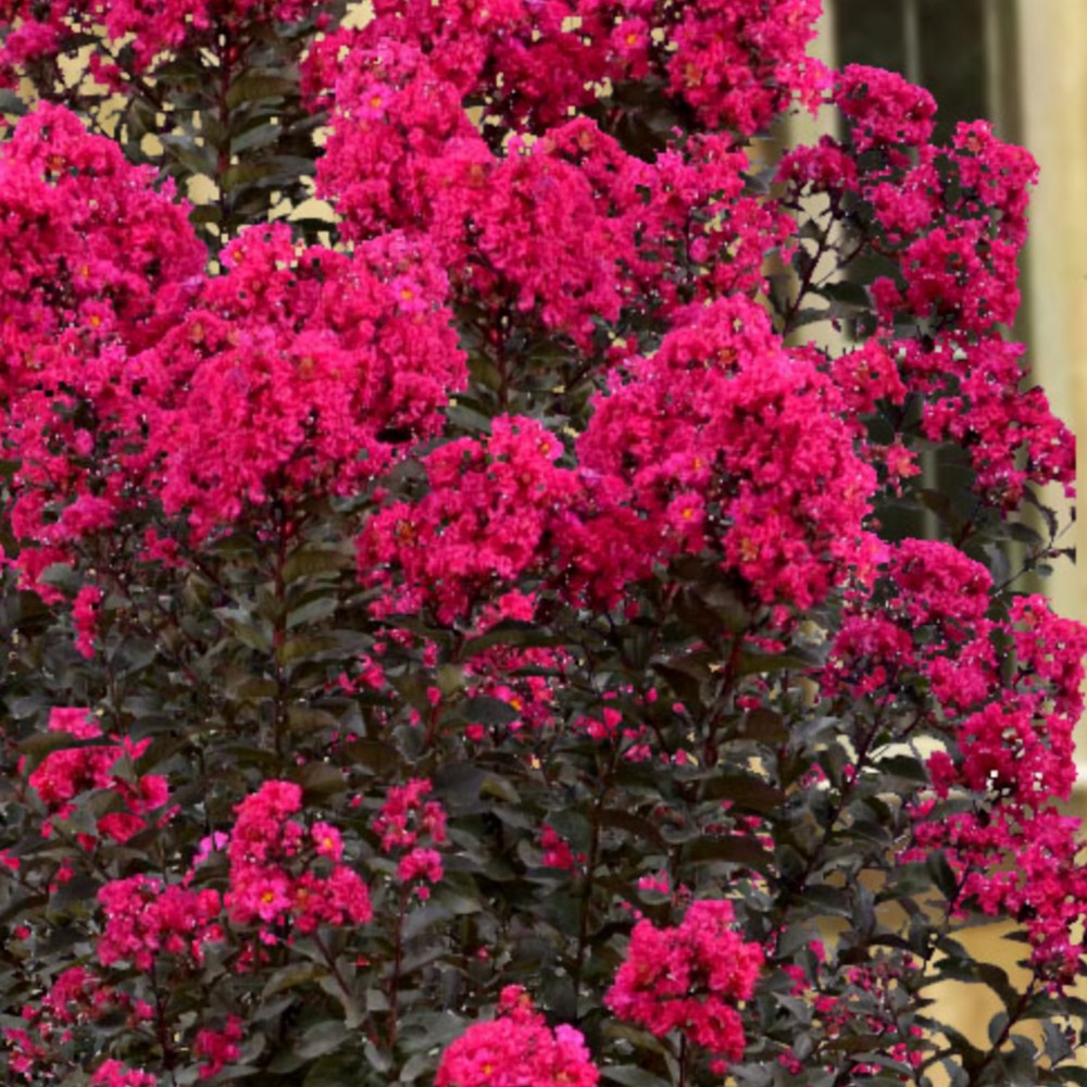Liliac indian Lagerstroemia indica Black Diamond Red Hot, arbust ornamental cu flori rosii, frunzis inchis, inflorire lunga