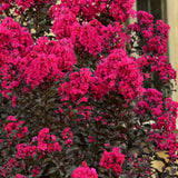 Liliac indian Lagerstroemia indica Black Diamond Red Hot, arbust ornamental cu flori rosii, frunzis inchis, inflorire lunga