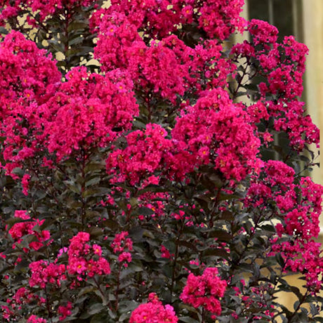 Liliac indian Lagerstroemia indica Black Diamond Red Hot, arbust ornamental cu flori rosii, frunzis inchis, inflorire lunga