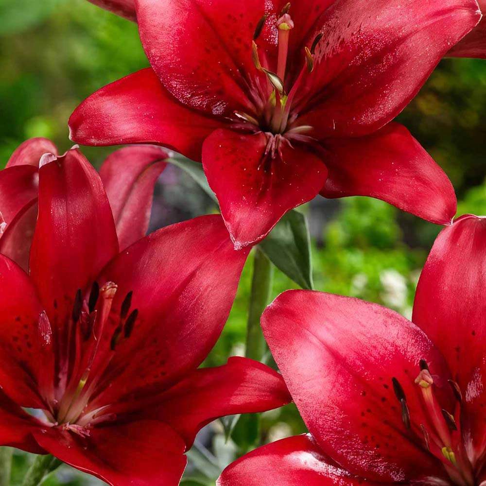 Bulbi de Crini imperiali Asiatic Red, set de 2 bulbi cu flori rosii aprinse, rezistenti la frig, inflorire iunie-iulie