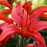 Bulbi de Crini imperiali Asiatic Red, set de 2 bulbi cu flori rosii aprinse, rezistenti la frig, inflorire iunie-iulie
