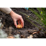 Bulbi de Crini imperiali Flore Pleno, set de 2 bulbi cu flori mari duble parfumate, portocaliu patat cu negru, castigat premiul RHS