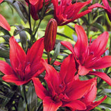 Bulbi de Crini imperiali Asiatic Red, set de 2 bulbi cu flori rosii aprinse, rezistenti la frig, inflorire iunie-iulie