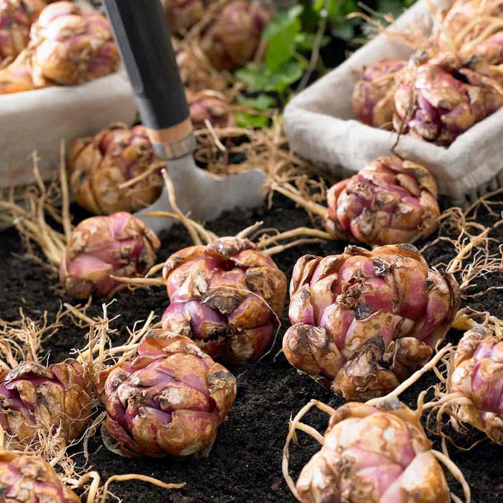 Bulbi de Crini imperiali Flore Pleno, set de 2 bulbi cu flori mari duble parfumate, portocaliu patat cu negru, castigat premiul RHS