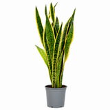 Sansevieria (Limba Soacrei) Laurentii, 90 cm, planta de interior purificatoare de aer, frunze verzi cu margini galbene elegante, ingrijire foatre usoara