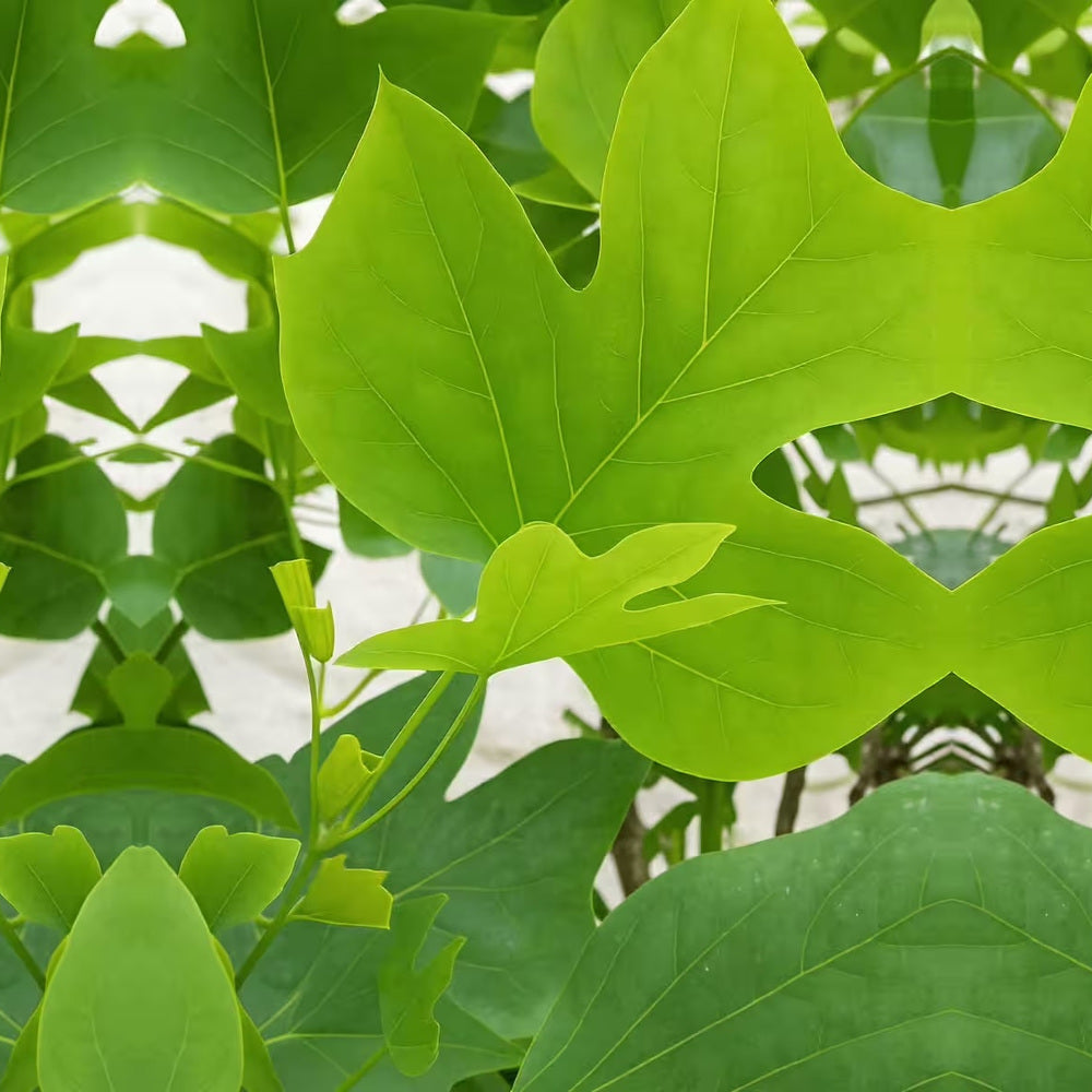 Arborele Lalea Columnar (Liriodendron Tulipifera Fastigiata), forma elegant, flori galbene cu forma de laleaua