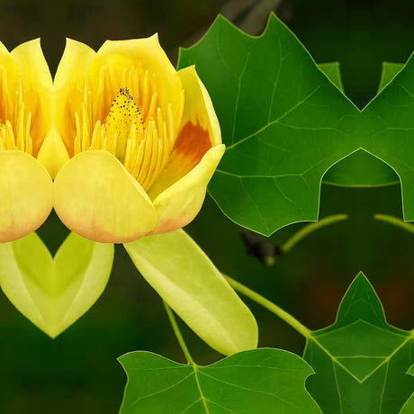 Arborele Lalea Columnar (Liriodendron Tulipifera Fastigiata), forma elegant, flori galbene cu forma de laleaua