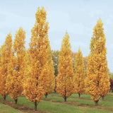 Arborele Lalea Columnar (Liriodendron Tulipifera Fastigiata), forma elegant, flori galbene cu forma de laleaua