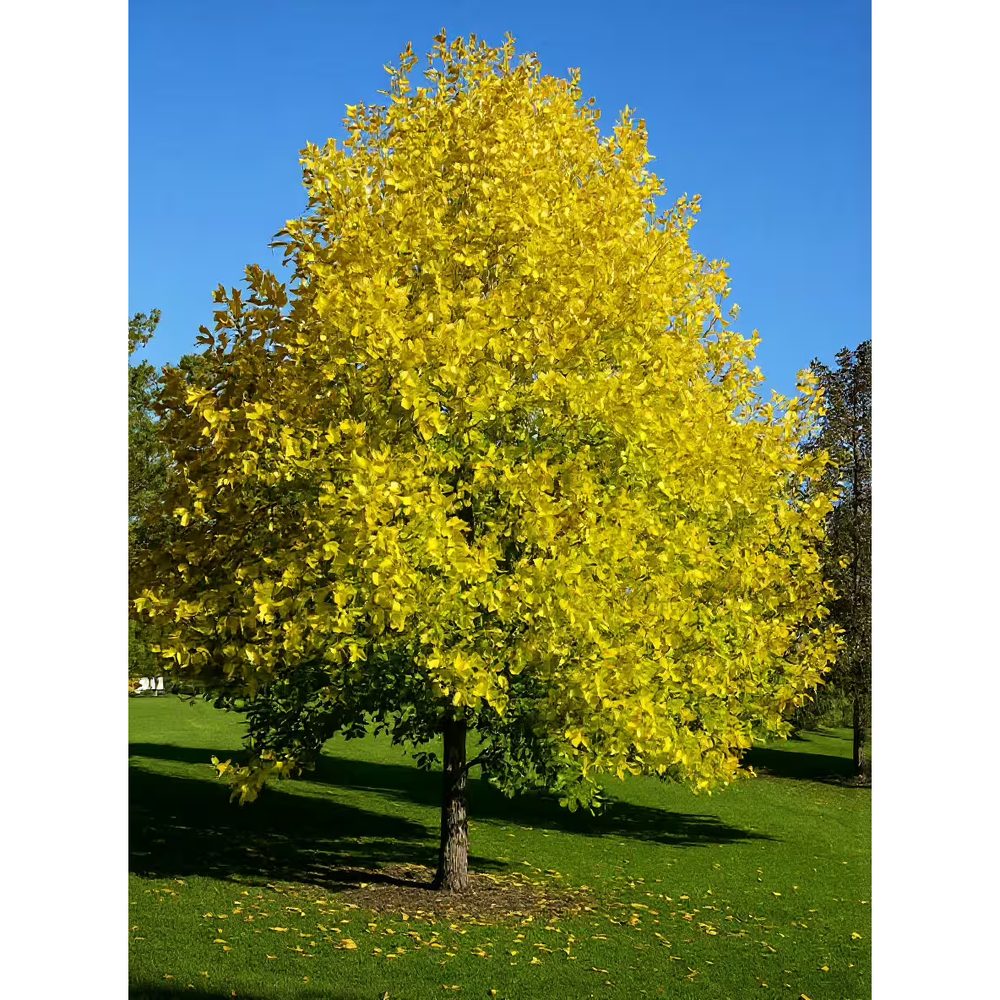 Arborele Lalea (Liriodendron Tulipifera), cu flori galbene in forma de lalea cu parfum discret, frunze lobate zimtate, crestere rapida