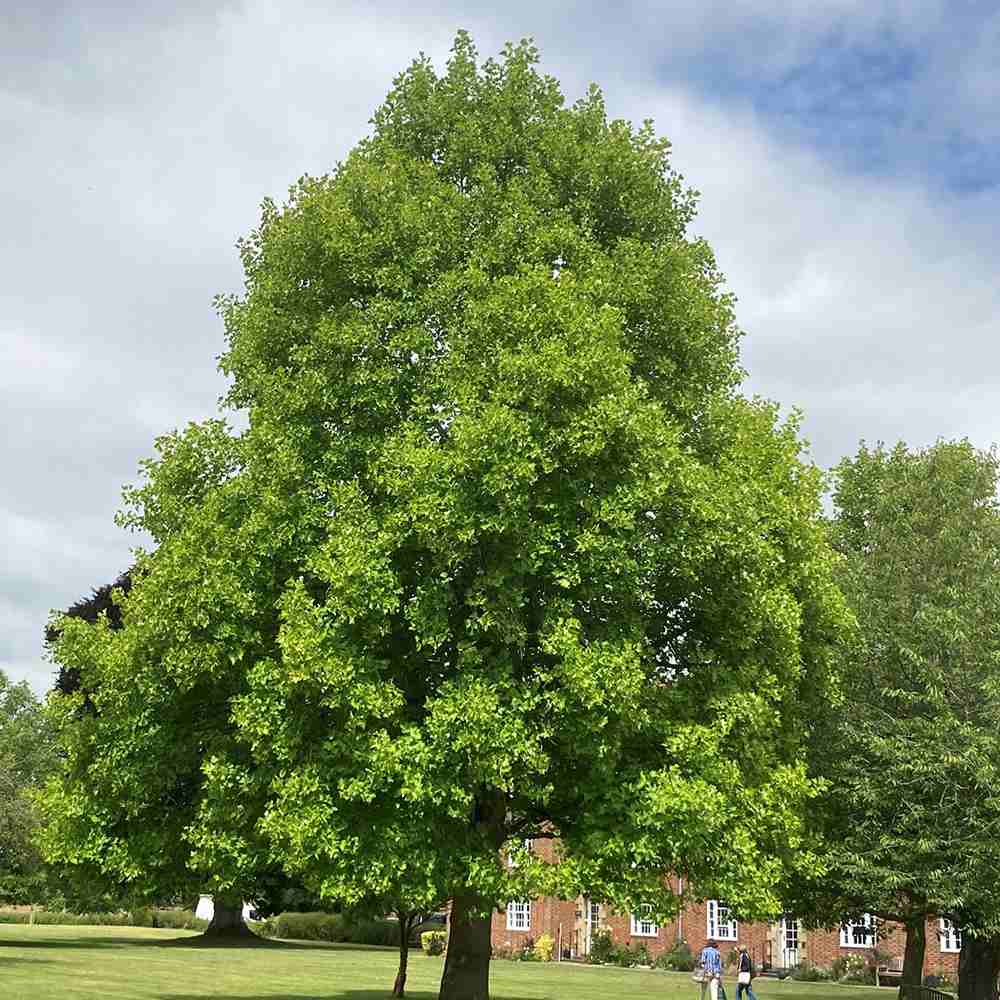 Arborele Lalea (Liriodendron Tulipifera), cu flori galbene in forma de lalea cu parfum discret, frunze lobate zimtate, crestere rapida