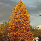 Arborele Lalea (Liriodendron Tulipifera), cu flori galbene in forma de lalea cu parfum discret, frunze lobate zimtate, crestere rapida