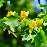 Arborele Lalea (Liriodendron Tulipifera), cu flori galbene in forma de lalea cu parfum discret, frunze lobate zimtate, crestere rapida