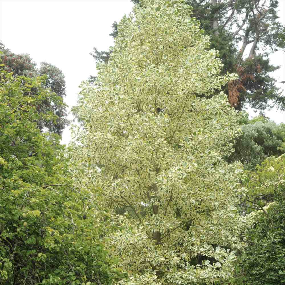 Arborele Lalea Aureomarginatum (Liriodendron Tulipifera), arbore cu lalele frunze pestrite, margini galbene, decorativ gradina