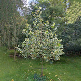 Arborele Lalea Aureomarginatum (Liriodendron Tulipifera), arbore cu lalele frunze pestrite, margini galbene, decorativ gradina