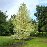 Arborele Lalea Aureomarginatum (Liriodendron Tulipifera), arbore cu lalele frunze pestrite, margini galbene, decorativ gradina