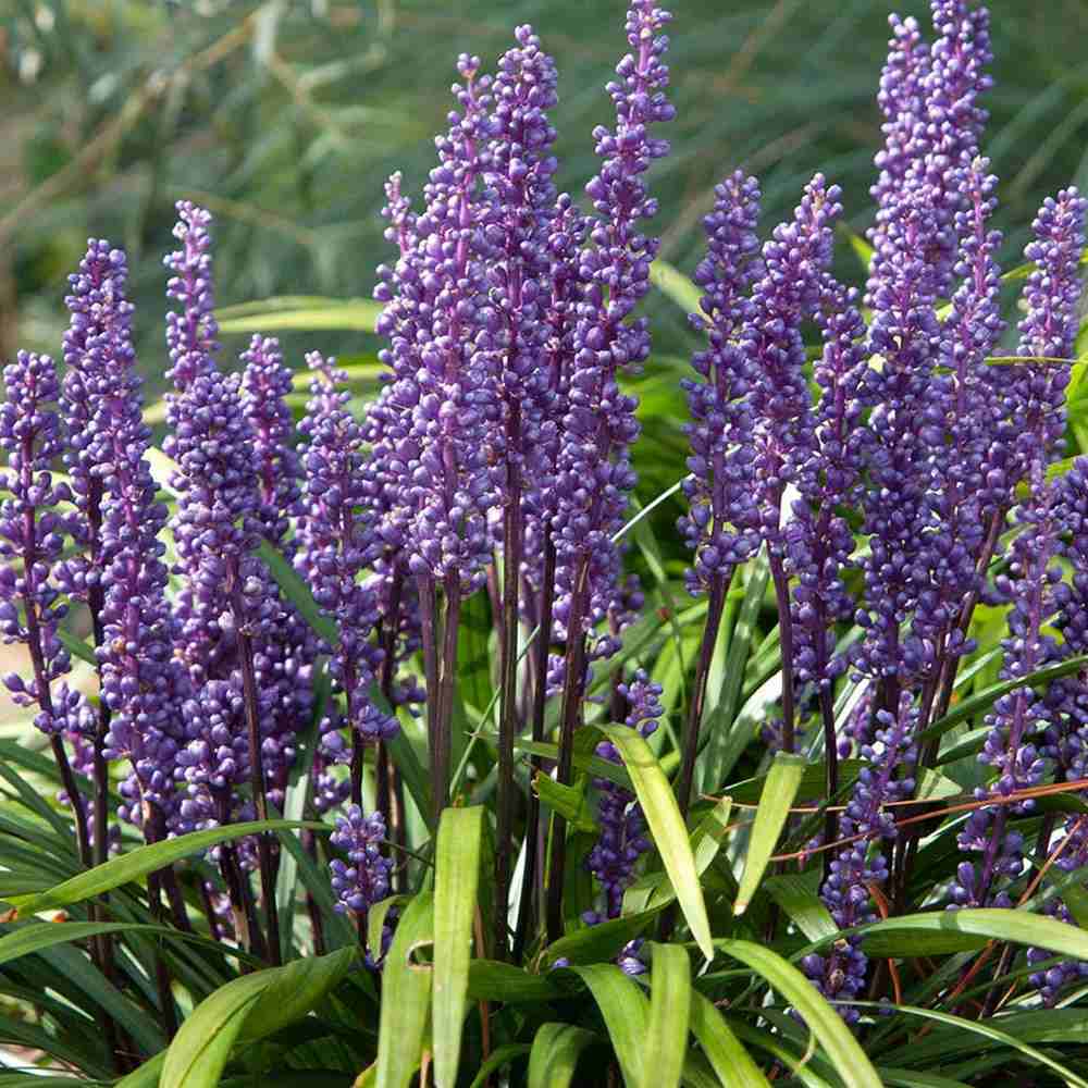 Iarba Ornamentala Liriope muscari,  perena cu flori mov si frunzis verde persistent, planta pentru borduri si acoperire sol